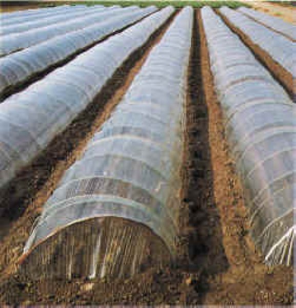 画像1: FC農ポリ　一般用農ポリ【大倉工業】 (1)