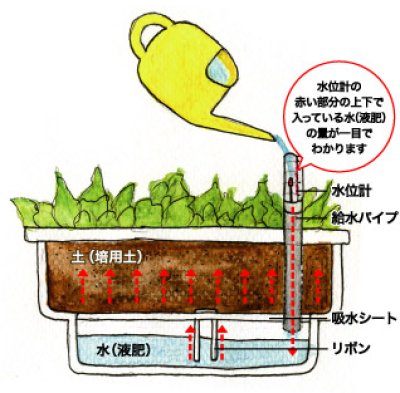 画像3: はたけ名人【ミズタニバルブ】 (3)