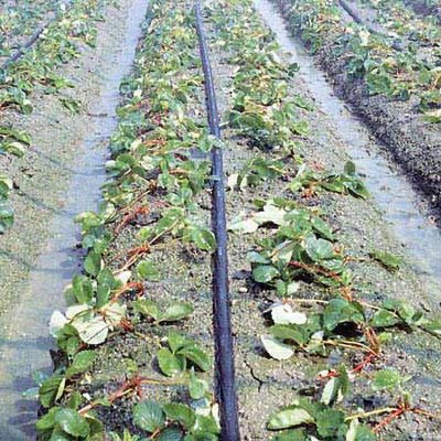 画像3: スミサンスイM 住化農業資材 長さ100m 0.2mm (3)