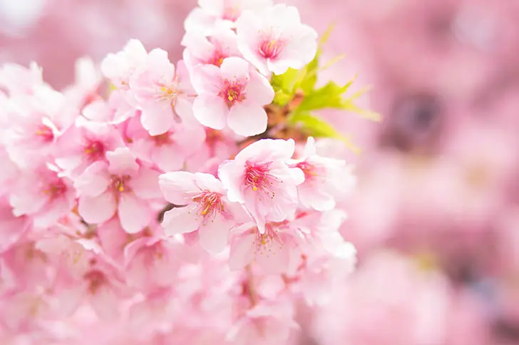 桜